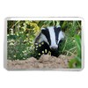 1 x Fridge Magnet -European Forest Badger Classic Fridge Magnet
