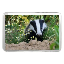1 x Fridge Magnet -European Forest Badger Classic Fridge Magnet - Animals Cute Adorable #15713