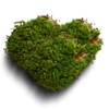 LUCKY PLANT Moss Terrarium Beding Live Moss Terrarium Moss Composite