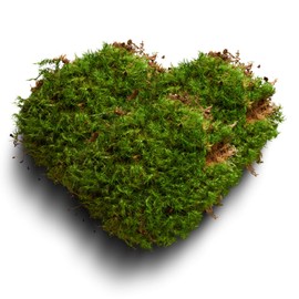 LUCKY PLANT Moss Terrarium Beding Live Moss Terrarium Moss Composite Set (2 Style Moss Combination)