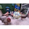 Chicken Waterer with Float Controlled Automatic Set, Chicken Coop Accessories