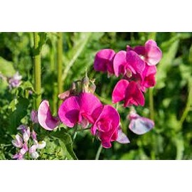 Sweet Pea Fragrance Oil 16 oz Bottle Premium Grade for Candle and Soap Making by Midway Mercantile