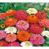 500 Zinnia Thumbelina Mix Flower Seeds Zinnia Elegans (Approx)