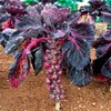 22Day Seeds: Seeds Purple Brussels Sprouts/Cabbage/Non GMO/Heirloom