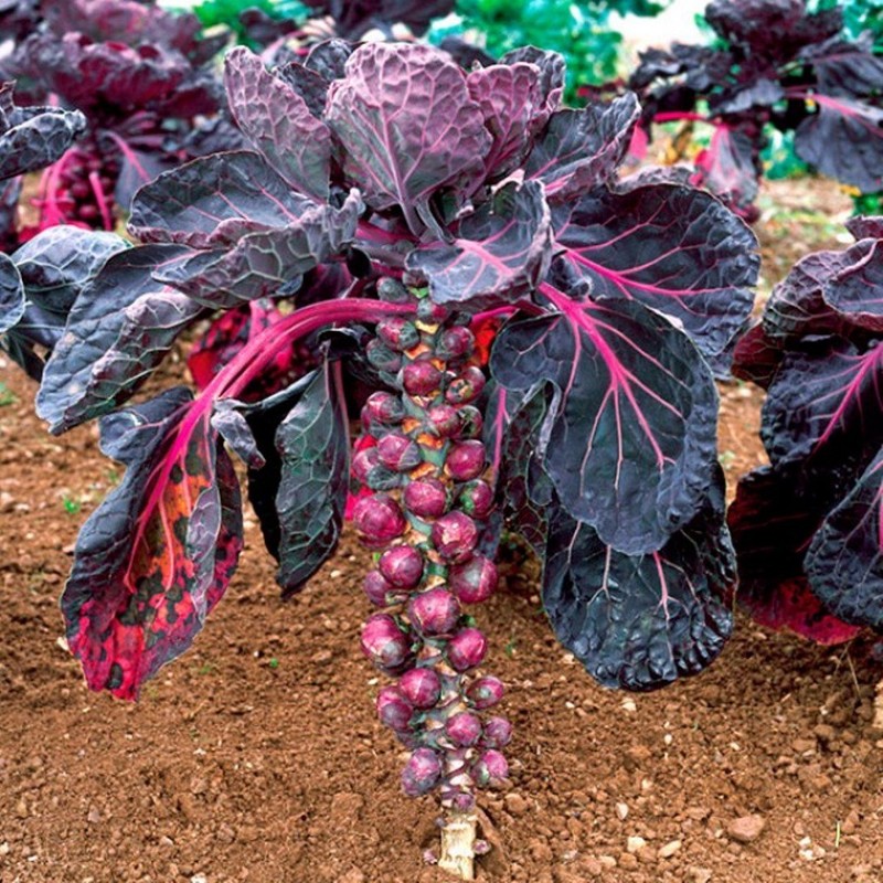 22Day Seeds: Seeds Purple Brussels Sprouts/Cabbage/Non GMO/Heirloom
