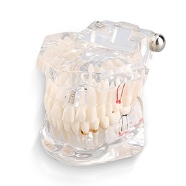 Jeanoko Estudio de Enseñanza Modelo de Dientes de Demostración de Tipodonto para Adultos Nuevo tipodonto resina modelo didáctico
