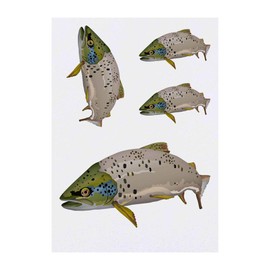 Azeeda 4 x 'Braune Forelle' Temporäre Tattoos - Wasserfest, Hautfreundlich & Ungiftig · Transfers in Verschiedenen Größen (TO00041473)