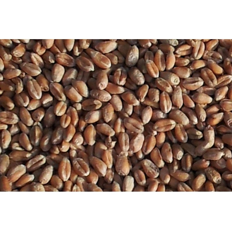 Körner Heat Cushion 19 x 19 cm with Wheat Grain