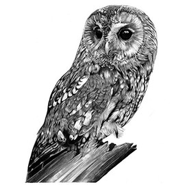 GDF Galleries Tawny, a limited edition print of a Tawny Owl by Anthony Wren