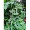 15 Organic Asian Long Bean Seeds (Early,White,S