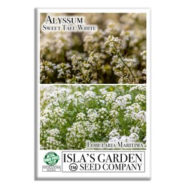 Tall White Sweet Alyssum Seeds (Lobularia maritima) – 1500+ Heirloom Non-GMO Seeds by Isla’s Garden Seeds, Fragrant & Delicate Blooms, Attracts Pollinators, Perfect for Borders & Ground Cover