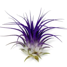 Ionantha Guatemala Tillandsia Air Plant, Guatemala Tillandsia Live Airplant, Healthy Arrival Guaranteed, Great Indoor Plant, Home Decor & Gift (Purple)