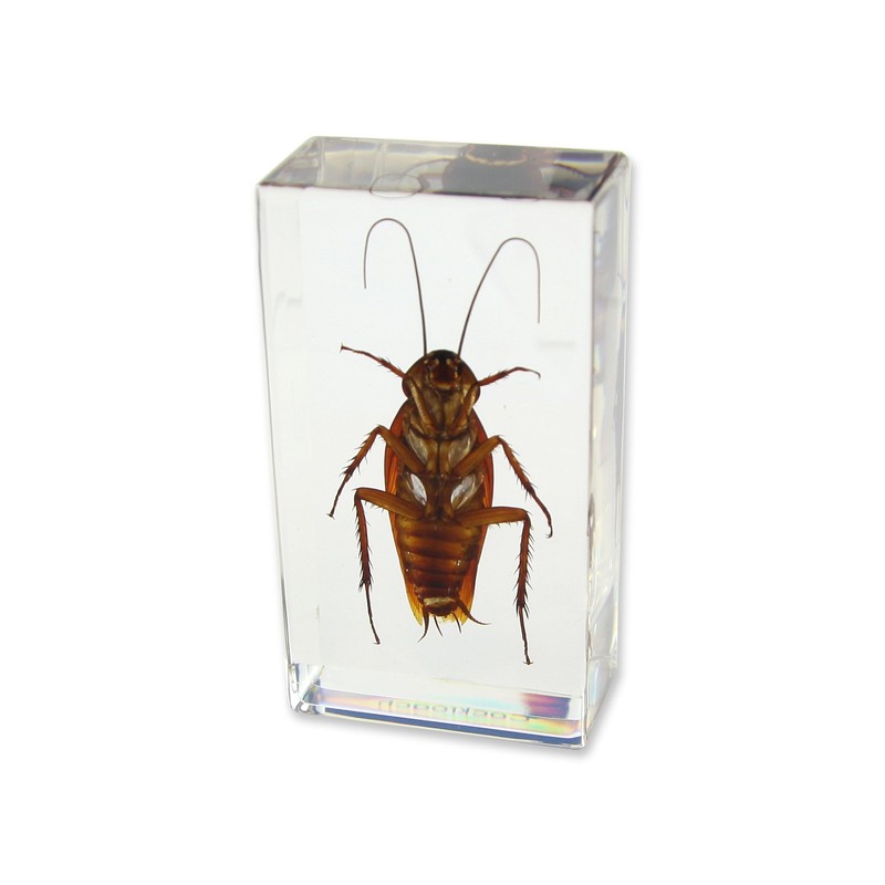 REALBUG Cockroach Paperweight (2.9x1.6x1)