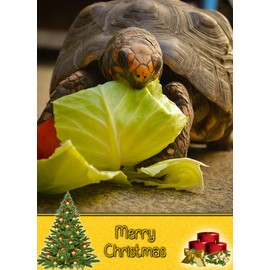 Tortoise Christmas Card 'Merry Christmas' - Special Xmas Card for Him Her Kids Male Female