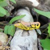 Rebel Señuelos Crickhopper Señuelo de Pesca (1 1/2 Pulgadas, Saltamontes