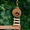 Gecko Coconut Husk Hut, Natural Coconut Shell Bird Nest with