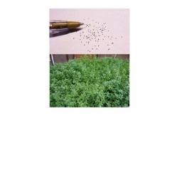 75 REAL Bacopa Monnieri SEEDS - Aquarium Aquatic Pond Plant Brahmi Water Hyssop