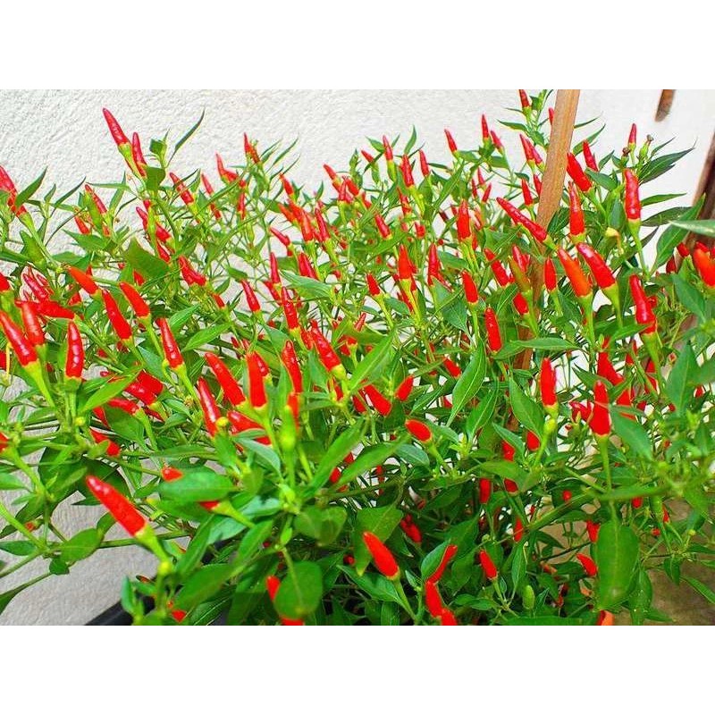 THAI HOT Chili Pepper Seeds Organically Grown Unique Creek Homestead