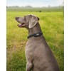 lionto Padded Dog Collar Nylon Reflective Waterproof Adjustable Size L