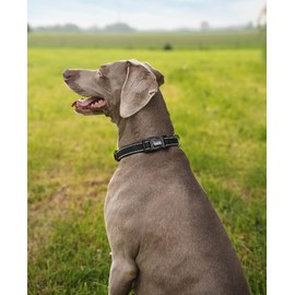 lionto Padded Dog Collar Nylon Reflective Waterproof Adjustable Size L Black