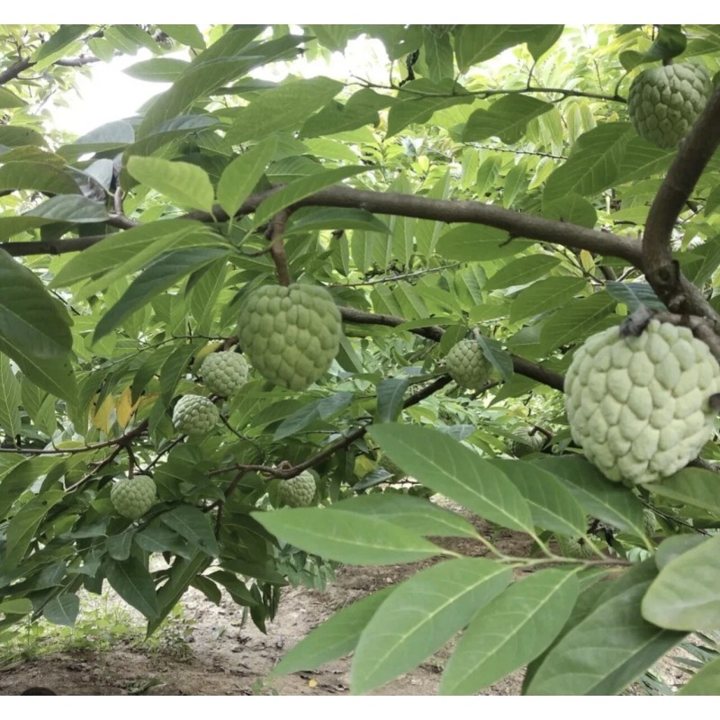 Tree 1 Sugar Apple Na Dai( Mãng Cầu Dai) 5"-7”