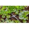 Gardena Micro-Drip-System Cross Piece 4.6 mm (3/16 Inch): Accessory for