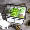 Ferrisland Glass Plant Terrarium Container Wardian Case Indoor Small Succulent