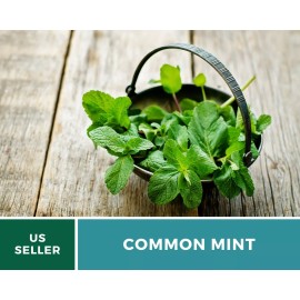 Mint, Common - Heirloom Seeds - Medicinal & Culinary Herb - GMO Free (Mentha spp