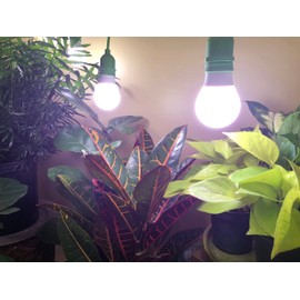 Miracle LED Greenhouse in a Box Grow Kit - Includes 4 Absolute Daylight Red & Blue Spectrum 100W Replacement Grow Light Bulbs & 1 4-Socket Corded Fixture with SproutMatic Grow Light Timer