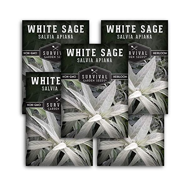 Survival Garden Seeds - White Sage Seed for Planting -