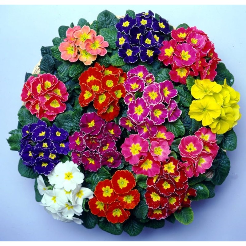 22Day Seeds: Seeds Evening Primrose Garden Mix/Primula/Perennial Flowers