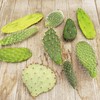 Opuntia pad 9 Assorted cuttings Cacti Cactus Succulent Real Live