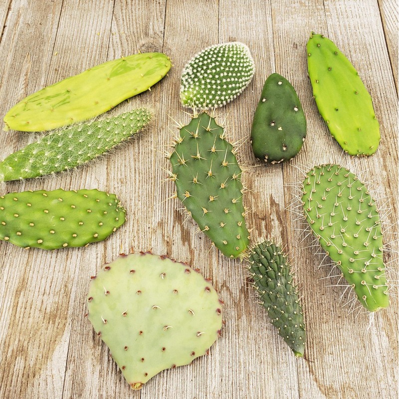 Opuntia pad 9 Assorted cuttings Cacti Cactus Succulent Real Live