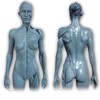 Human Body Musculoskeletal Anatomical Model for Study and Teaching (30CM4)