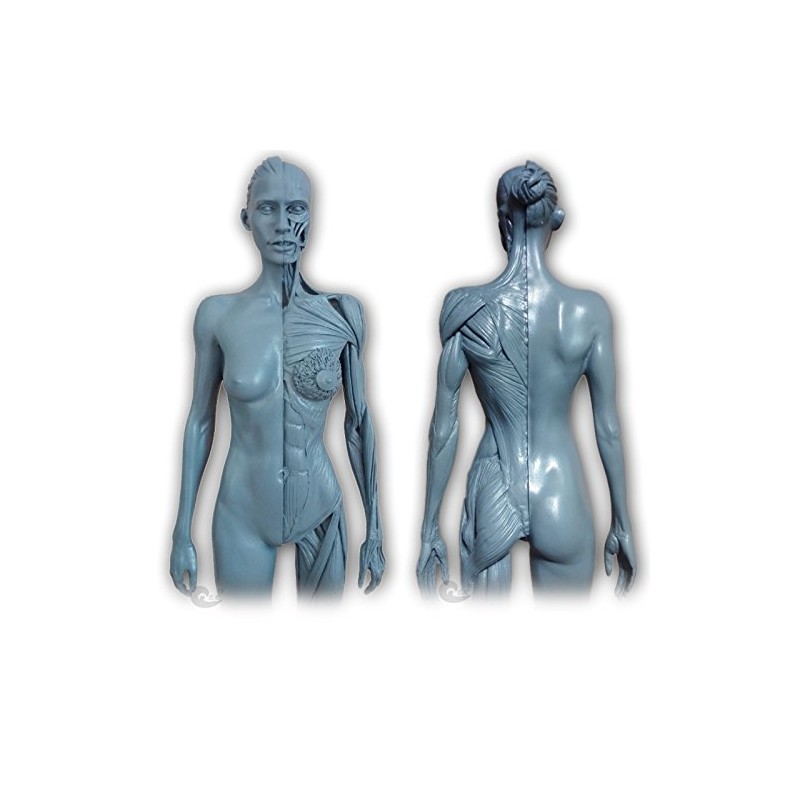 Human Body Musculoskeletal Anatomical Model for Study and Teaching (30CM4)