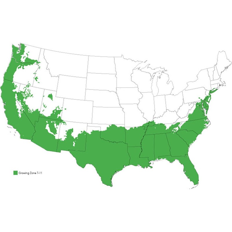 Ruby LOROPETALUM - Size: 1 Gallon, Live Plant, Includes Special