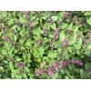TomorrowSeeds - Persian Basil (Reyhan) Seeds - 1500+ Count -
