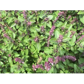TomorrowSeeds - Persian Basil (Reyhan) Seeds - 1500+ Count - for 2025 Planting Middle Eastern Herb Garden Pot Thai Anise Parsi Black Licorice Mint Asian Indian Grow Your Own Home Farm Patio Healthy