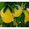Tree 3 Red Sweet Pomelo Fruit Tree Scions Cuttings 6-8