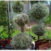 Fresh Spanish Moss for Crafts, displays, Costumes, and Floral Arrangements