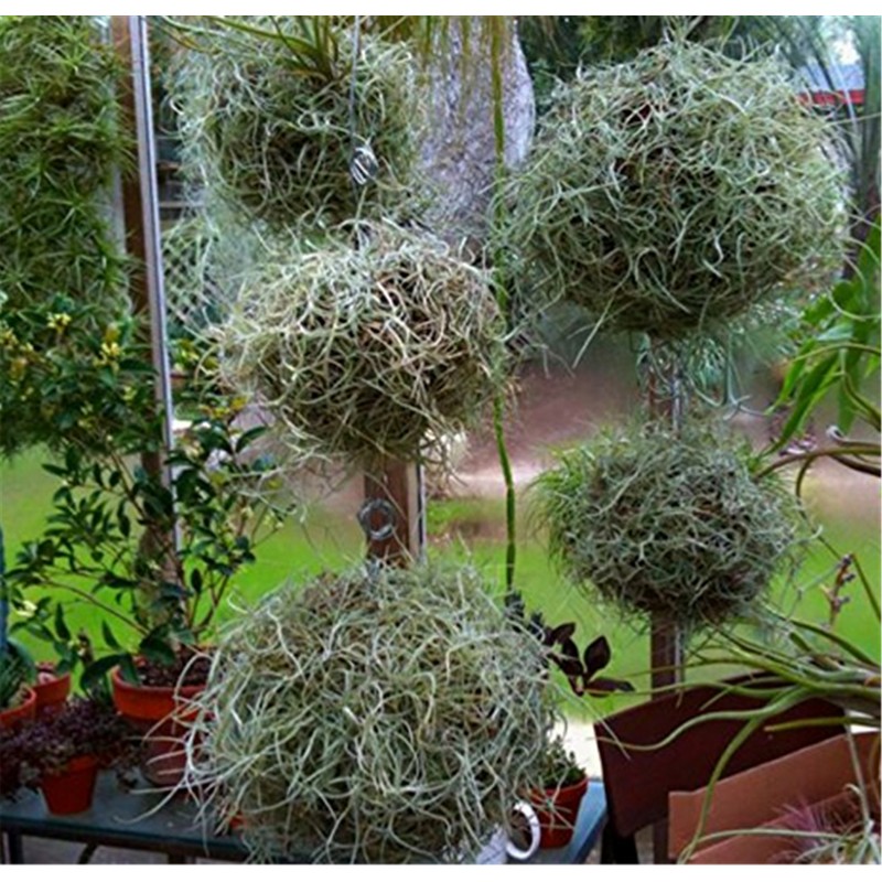 Fresh Spanish Moss for Crafts, displays, Costumes, and Floral Arrangements