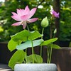 20pcs Bowl Lotus Seeds for Planting - Bonsai Lotus Seeds,