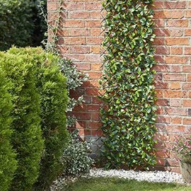 Smart Garden Expanding Trellis Lemon Leaf - 1.8m x 0.9m