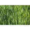 Hale Habitat & Seed Forage Oat Food Plot Seed (50