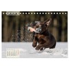 Welpenspaß (Tischkalender 2026 DIN A5 quer), CALVENDO Monatskalender: Niedliche, agile