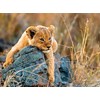 Ravensburger 12946 1 Little Lion, Multi-Coloured