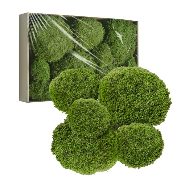TurelinnG Preserved Moss Decor - Real Forest Moss, Moss for