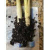 Roots 3 Lemongrass Stalks Fully Rooted Ready To Plant (Organic)