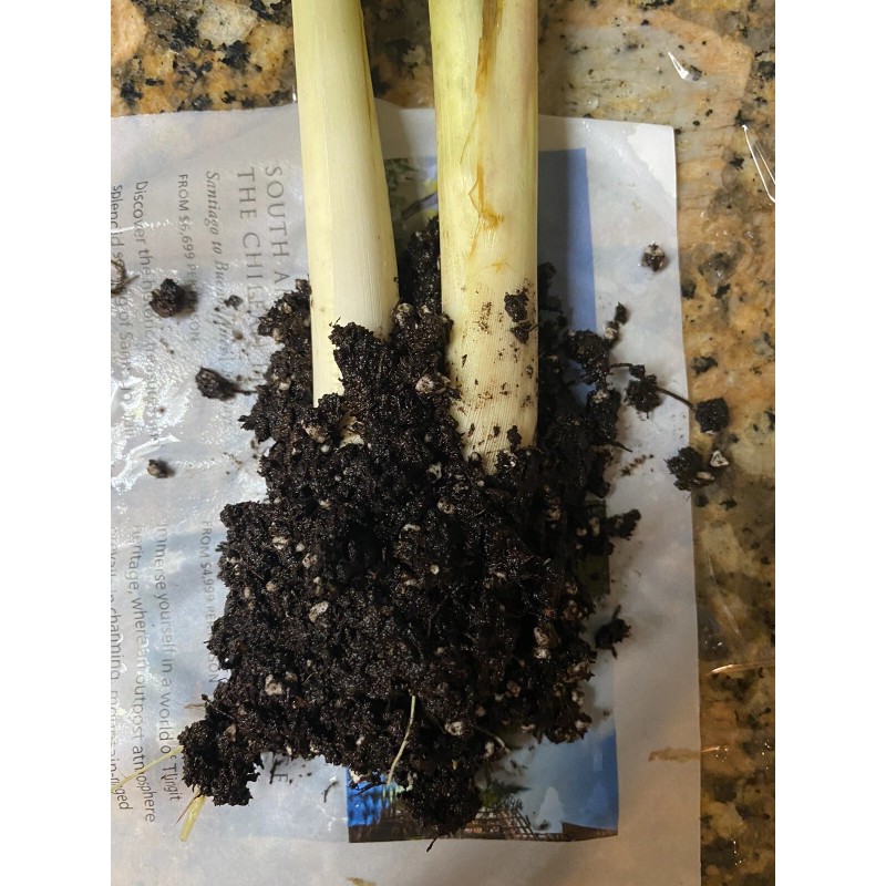Roots 3 Lemongrass Stalks Fully Rooted Ready To Plant (Organic)