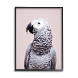 Stupell Industries African Grey Parrot Portrait Black Framed Giclee Art Design by Sisi and Seb